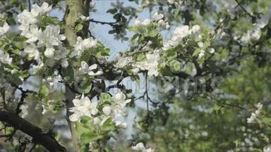 <strong>春季主题</strong>秋季花瓣的细节。 苹果花